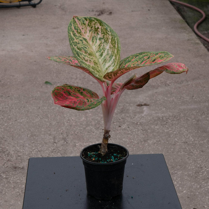 Gabriella Plants Aglaonema 4" Aglaonema 'Orange Sombat'
