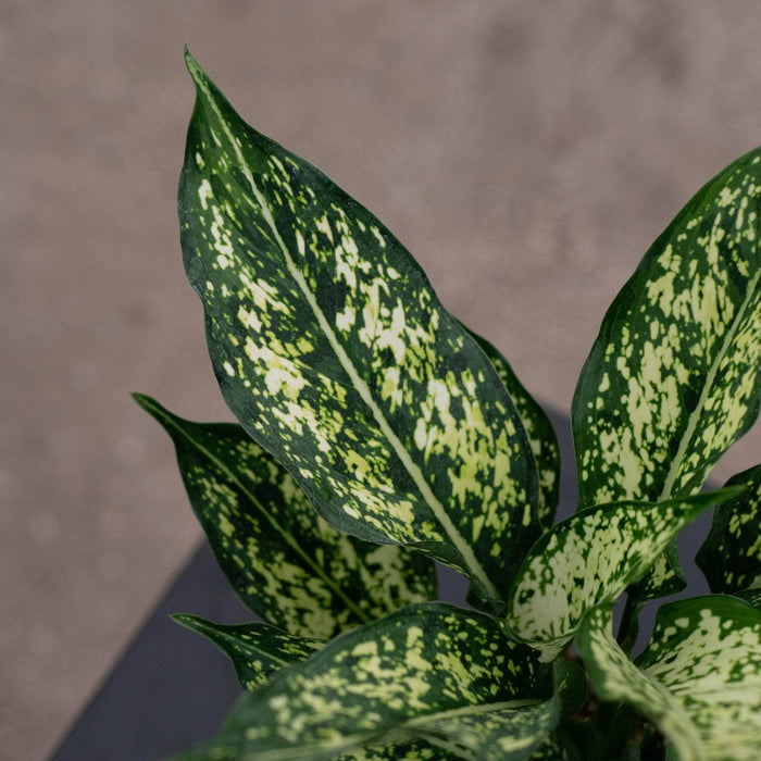 Gabriella Plants Aglaonema 4" Aglaonema 'Osaka'