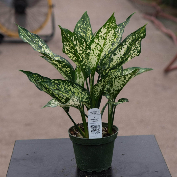 Gabriella Plants Aglaonema 4" Aglaonema 'Osaka'