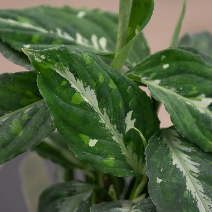 Gabriella Plants Aglaonema 4" Aglaonema pictum bicolor