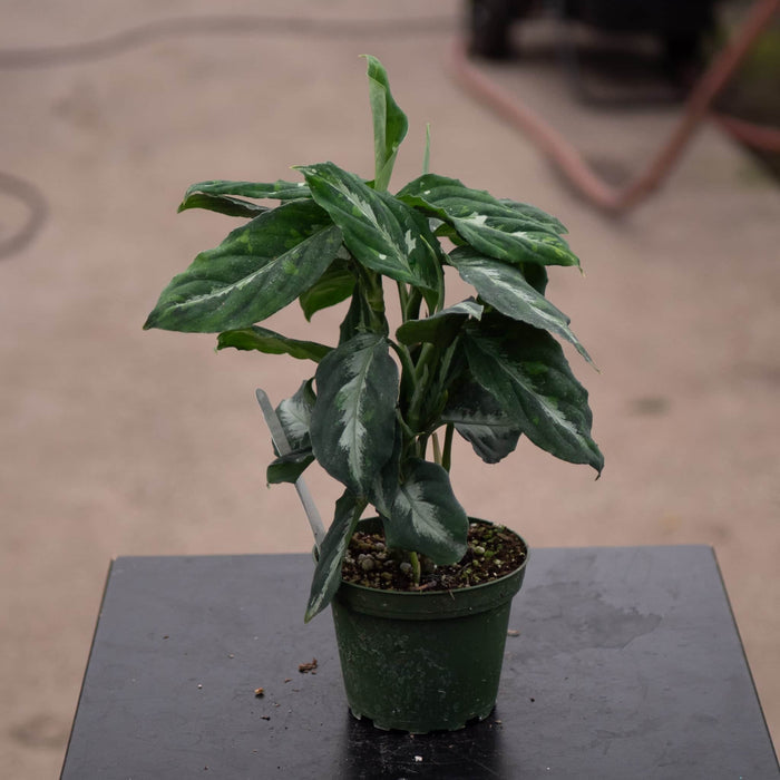 Gabriella Plants Aglaonema 4" Aglaonema pictum bicolor