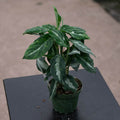 Gabriella Plants Aglaonema 4" Aglaonema pictum bicolor