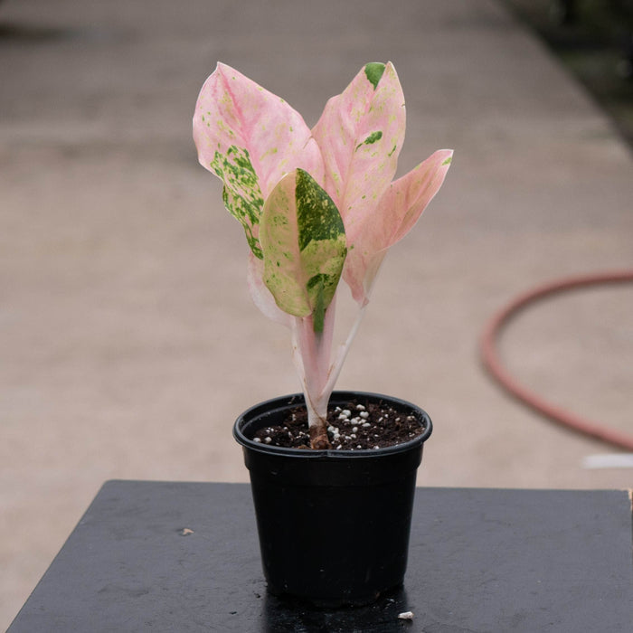 Gabriella Plants Aglaonema 4" Aglaonema 'Pink Emerald'