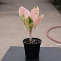 Gabriella Plants Aglaonema 4" Aglaonema 'Pink Emerald'