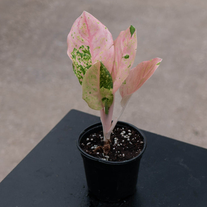 Gabriella Plants Aglaonema 4" Aglaonema 'Pink Emerald'