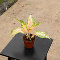 Gabriella Plants Aglaonema 4" Aglaonema 'Pink Panama'