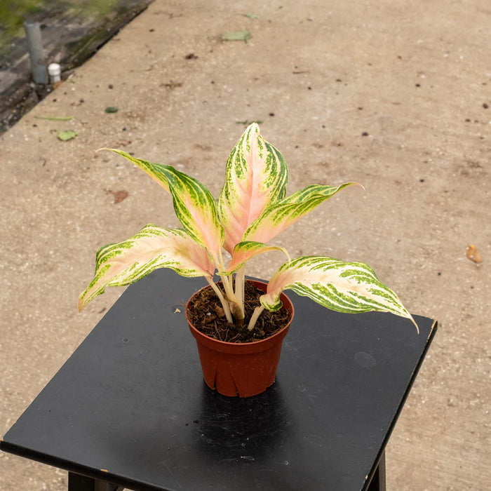 Gabriella Plants Aglaonema 4" Aglaonema 'Pink Panama'