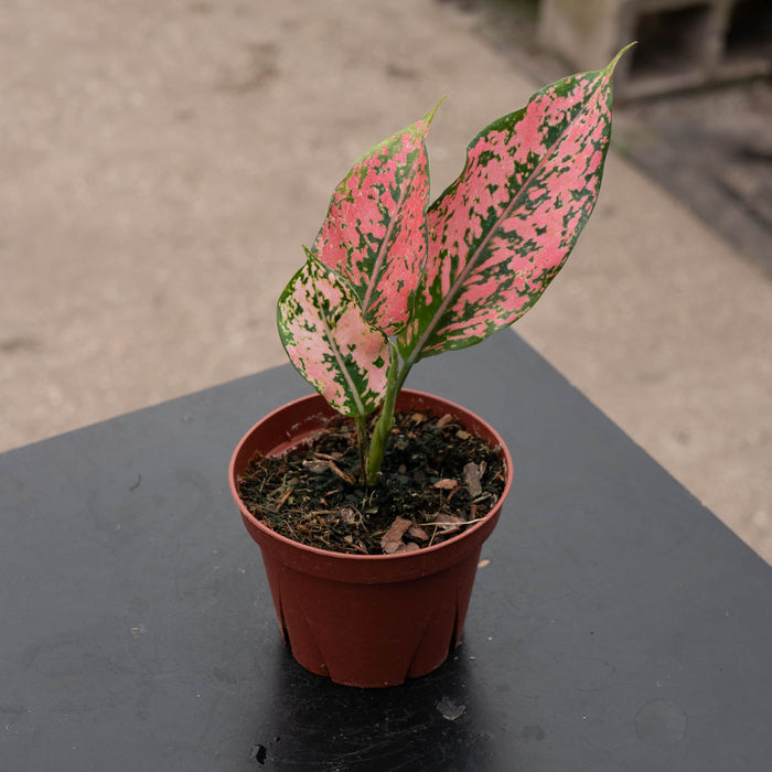 Gabriella Plants Aglaonema 4" Aglaonema 'Pink Triphet'