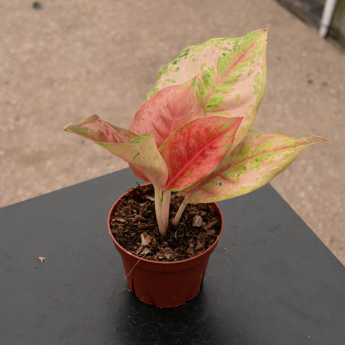 Gabriella Plants Aglaonema 4" Aglaonema 'Prakaiphet'