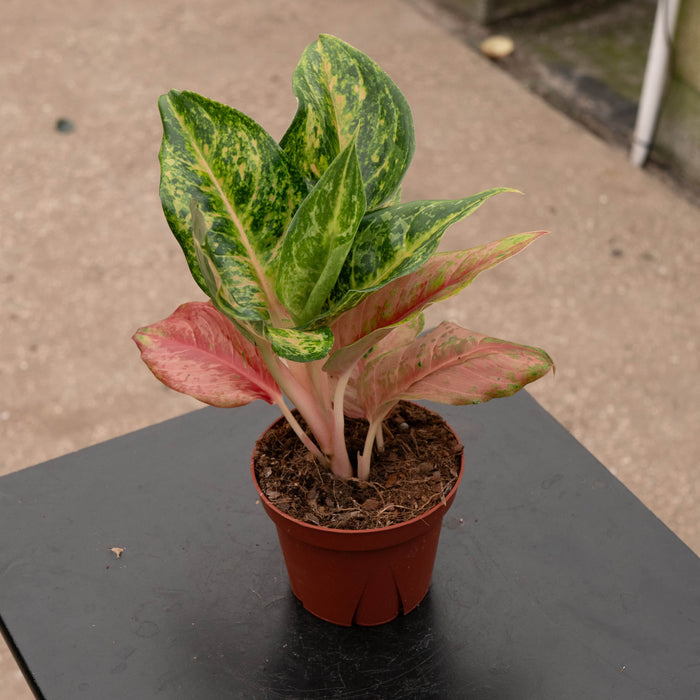 Gabriella Plants Aglaonema 4" Aglaonema 'Prakaiphet'