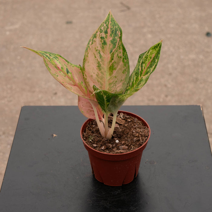 Gabriella Plants Aglaonema 4" Aglaonema 'Prakaiphet'