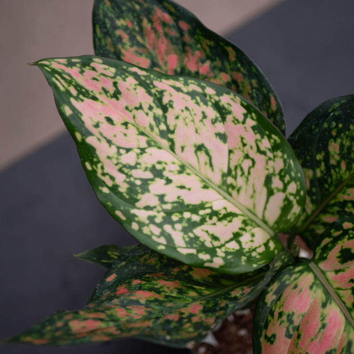 Gabriella Plants Aglaonema 4" Aglaonema 'Red Anyamanee'