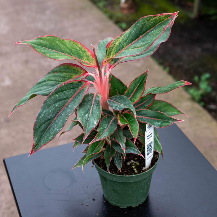 Gabriella Plants Other 4" Aglaonema 'Red Gold'