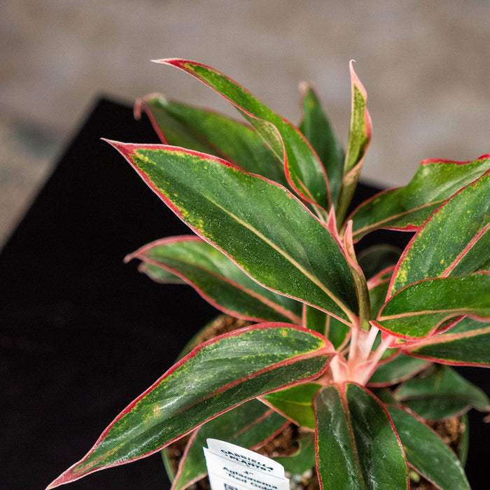 Gabriella Plants Other 4" Aglaonema 'Red Gold'
