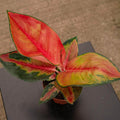 Gabriella Plants Aglaonema 4" Aglaonema ‘Red King’