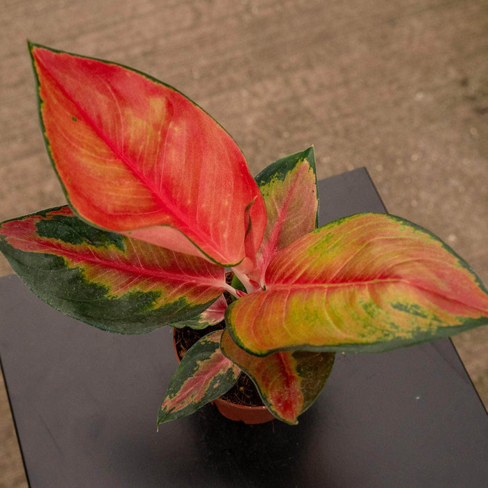Gabriella Plants Aglaonema 4" Aglaonema ‘Red King’