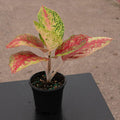 Gabriella Plants Aglaonema 4" Aglaonema 'Red Mahasetii'