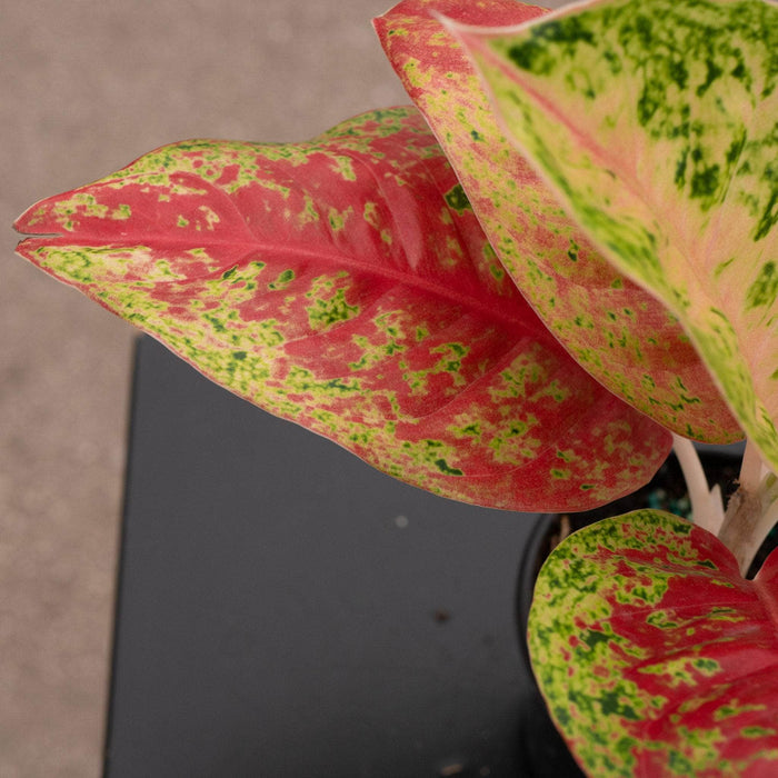 Gabriella Plants Aglaonema 4" Aglaonema 'Red Mahasetii'