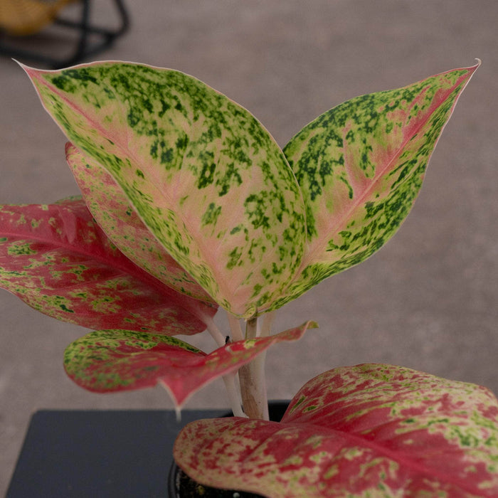 Gabriella Plants Aglaonema 4" Aglaonema 'Red Mahasetii'