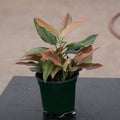 Gabriella Plants Aglaonema 4" Aglaonema 'Red Vein'