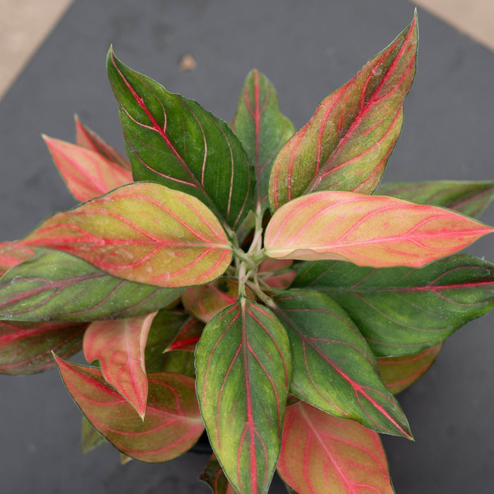 Gabriella Plants Aglaonema 4" Aglaonema 'Red Vein'