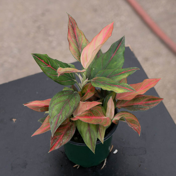 Gabriella Plants Aglaonema 4" Aglaonema 'Red Vein'