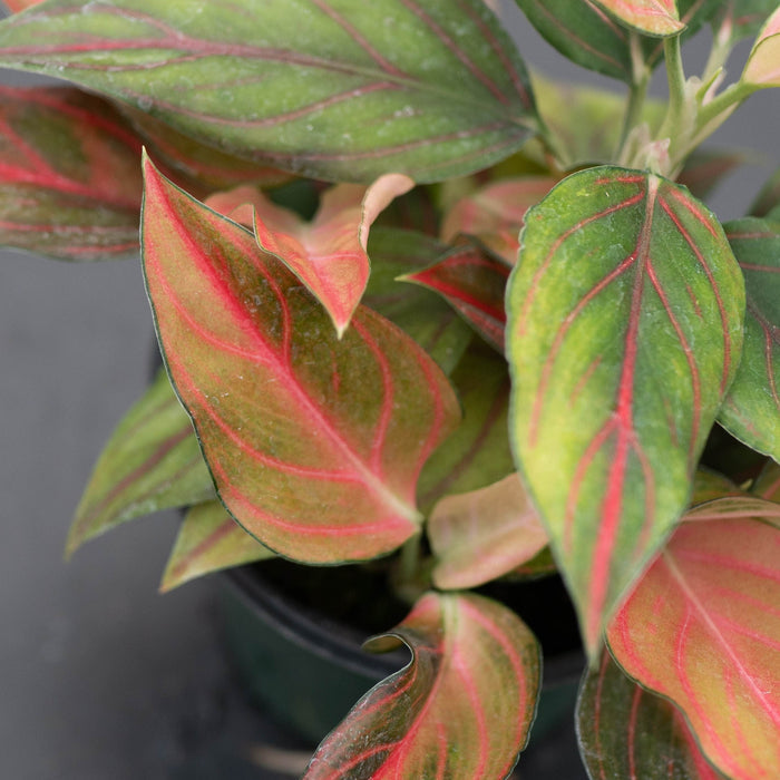 Gabriella Plants Aglaonema 4" Aglaonema 'Red Vein'