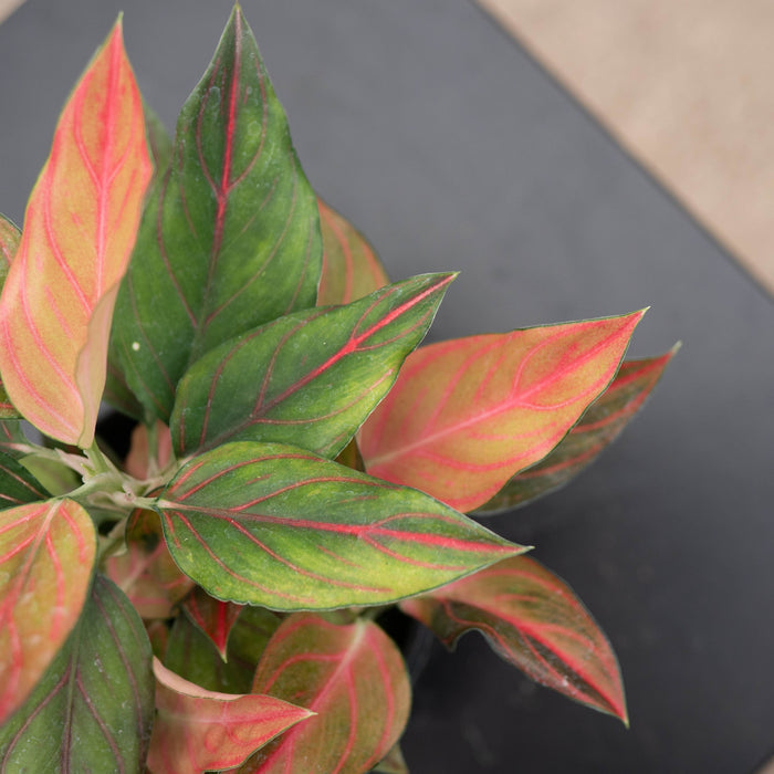 Gabriella Plants Aglaonema 4" Aglaonema 'Red Vein'