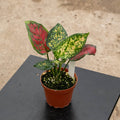Gabriella Plants Aglaonema 4" Aglaonema 'Ruby Ray'
