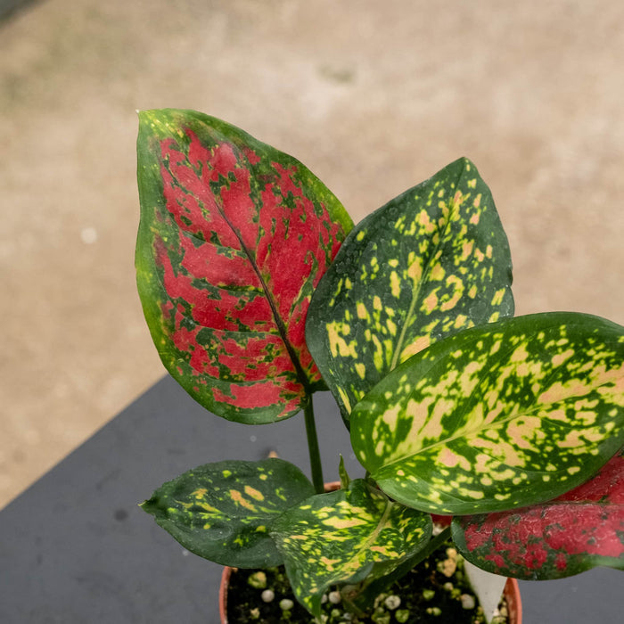 Gabriella Plants Aglaonema 4" Aglaonema 'Ruby Ray'