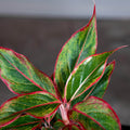 Gabriella Plants Other 4" Aglaonema 'Siam Aurora'