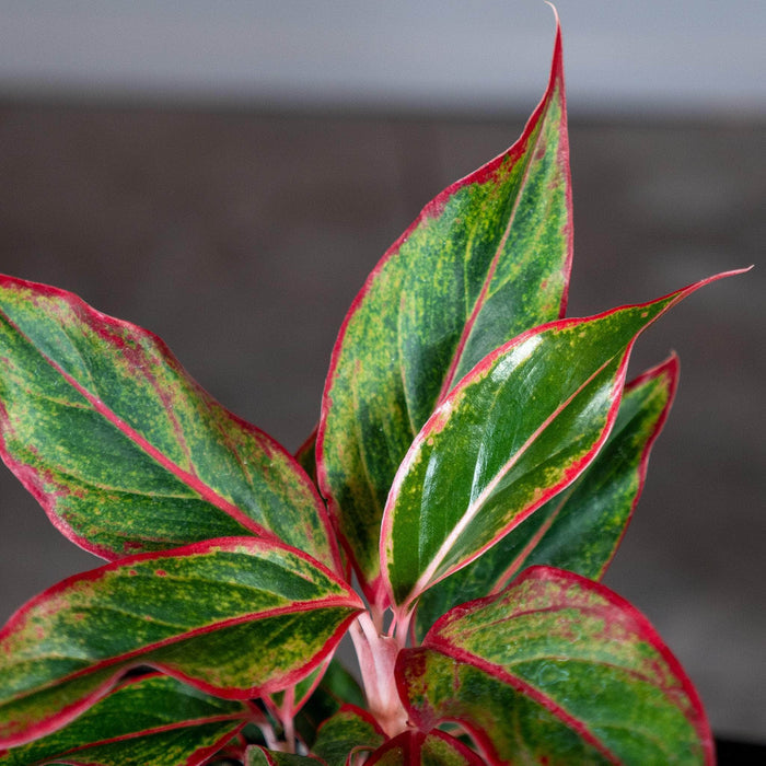 Gabriella Plants Other 4" Aglaonema 'Siam Aurora'
