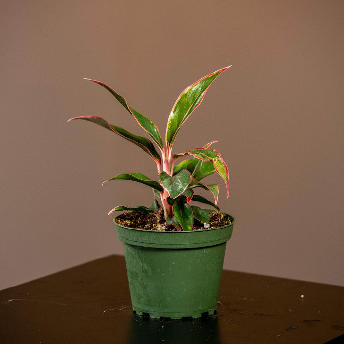 Gabriella Plants Other 4" Aglaonema 'Siam Aurora'