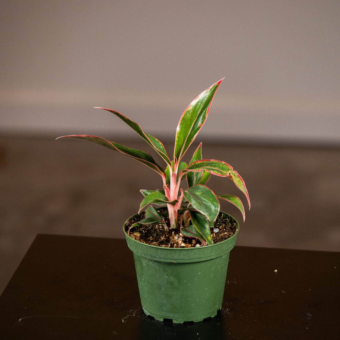 Gabriella Plants Other 4" Aglaonema 'Siam Aurora'