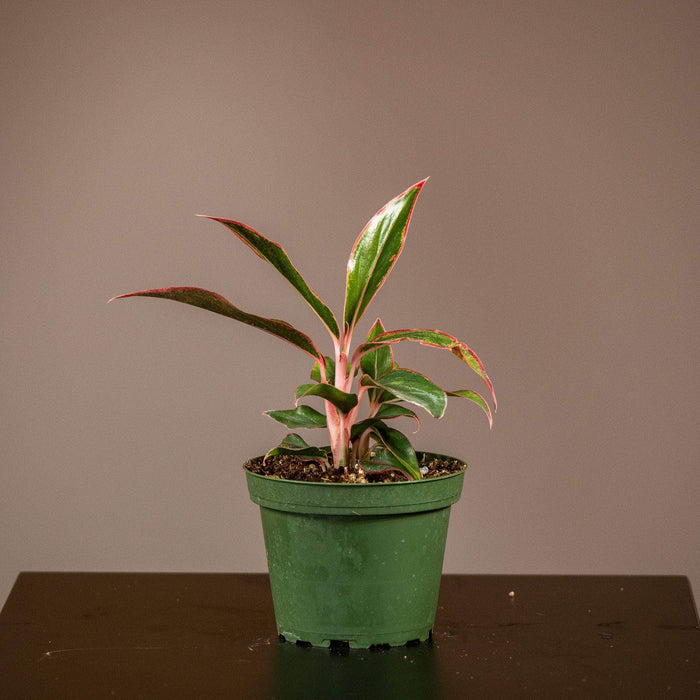 Gabriella Plants Other 4" Aglaonema 'Siam Aurora'