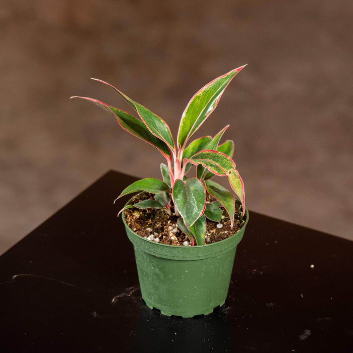Gabriella Plants Other 4" Aglaonema 'Siam Aurora'