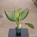 Gabriella Plants All 4" Aglaonema 'Silver Bay'