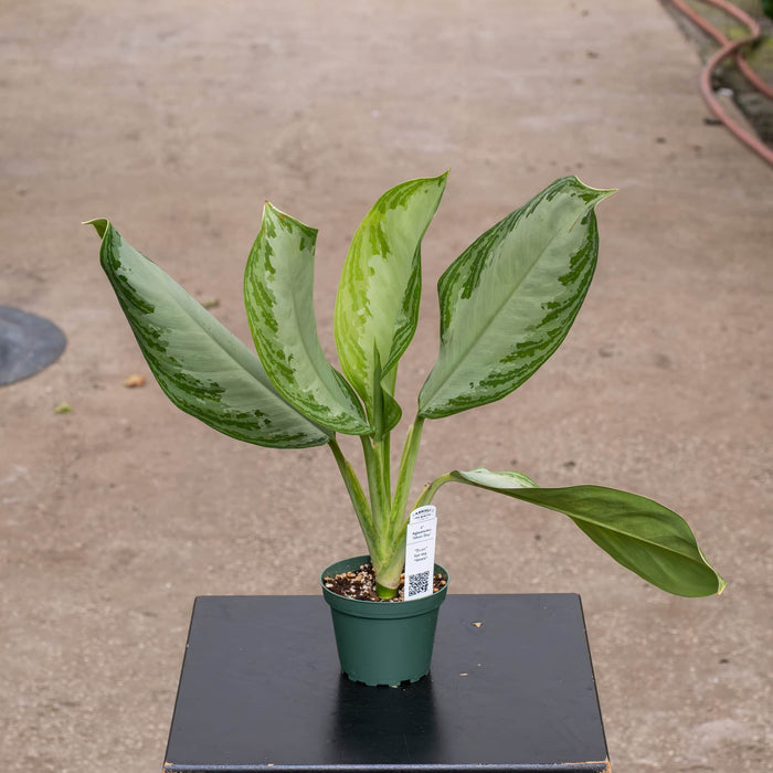 Gabriella Plants All 4" Aglaonema 'Silver Bay'