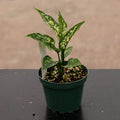 Gabriella Plants Aglaonema 4" Aglaonema 'Snow White'