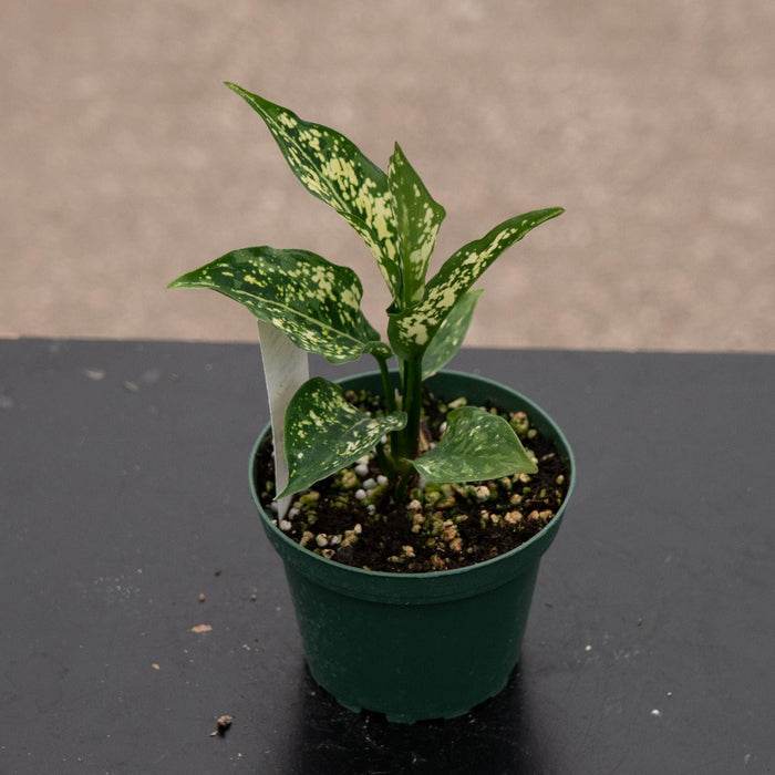 Gabriella Plants Aglaonema 4" Aglaonema 'Snow White'