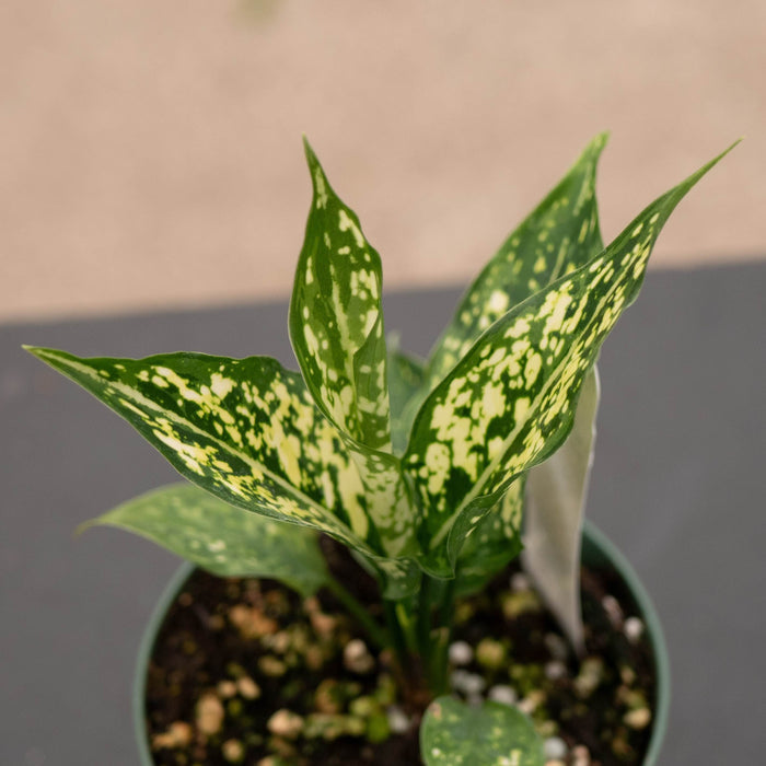 Gabriella Plants Aglaonema 4" Aglaonema 'Snow White'