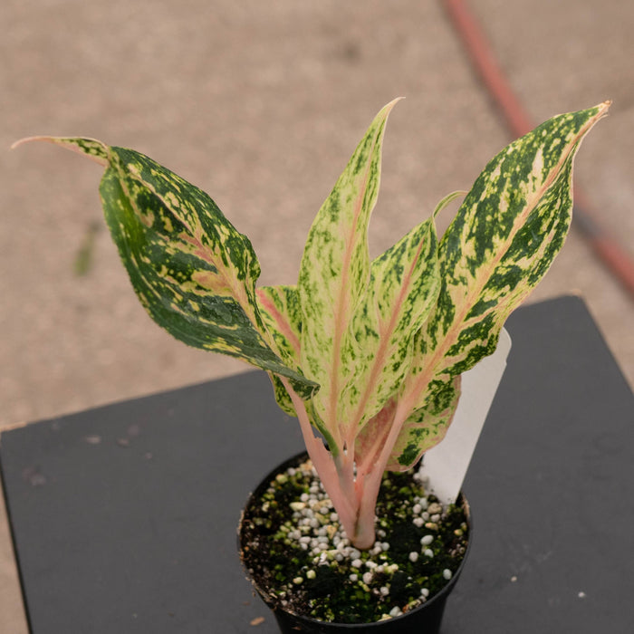 Gabriella Plants Aglaonema 4" Aglaonema 'Sparkling Sarah'