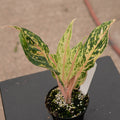 Gabriella Plants Aglaonema 4" Aglaonema 'Sparkling Sarah'