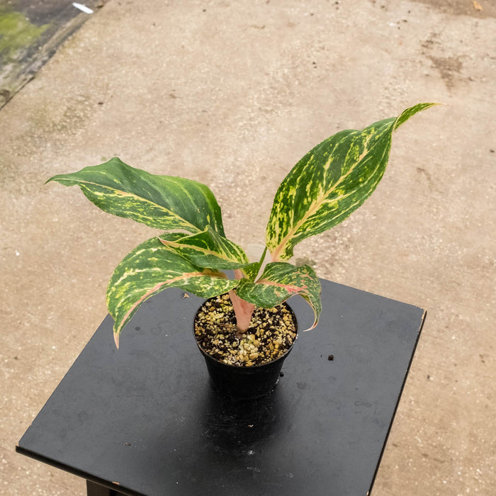 Gabriella Plants Aglaonema 4" Aglaonema 'Sparkling Sarah'