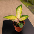 Gabriella Plants Aglaonema 4" Aglaonema 'Spitfire'
