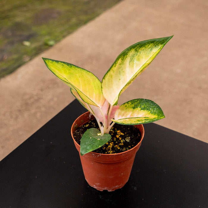 Gabriella Plants Aglaonema 4" Aglaonema 'Spitfire'