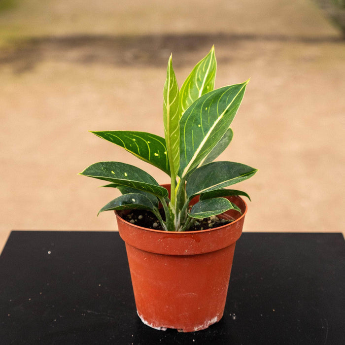 Gabriella Plants Aglaonema 4" Aglaonema 'Stars'