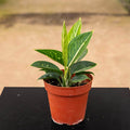 Gabriella Plants Aglaonema 4" Aglaonema 'Stars'