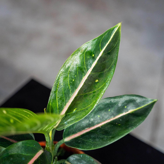 Gabriella Plants Aglaonema 4" Aglaonema 'Stars'