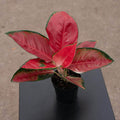 Gabriella Plants Aglaonema 4" Aglaonema 'Suksom Jaipong'